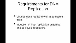 TWiV 96 Making viral DNA [upl. by Maribeth]