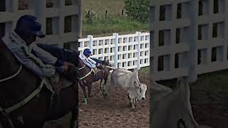 SANSON shortvideo vaqueros torosbravos toros toro horse caballoscorriendo [upl. by Bibbye]