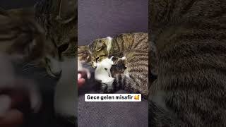 Bereketiniz bol olsun 😻 cat kedi cats catlover catlovers 🎥Yenibosnakusevi [upl. by Ger155]