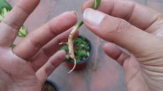 DIEFFENBACHIA LEAF PROPAGATION [upl. by Elbon961]