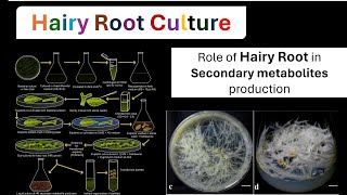 Hairy Root Culture Hairy  hairy Root Culture in secondary metabolites production  root Culture PTC [upl. by Natividad]