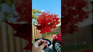 Maple Leaf ❤️ mapleleaf song bollywood hindisong [upl. by Akiehsal105]