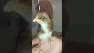 Chicken cuteanimals birds farmhomelife homehenmoments [upl. by Chambers244]