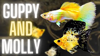 Guppy Fish Care  Can Guppy Fish and Molly Fish Live Together [upl. by Kentiga]