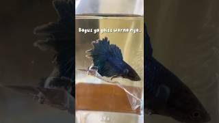 Unboxing ikan cupang Halfmoon Feather Tail short unboxing [upl. by Niro]