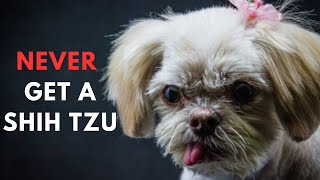 14 Reasons To Never Ever Adopt A Shih tzu Dog Breed [upl. by Ordnasela361]