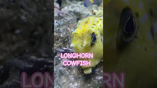 AN LOVELY LONGHORN COWFISH BLUE REEF AQUARIUM PORTSMOUTH🐠🐠🐠bluereefaquariumportsmouth9492 [upl. by Amehsyt]