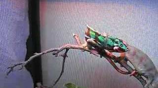 My Panther Chameleons Mating [upl. by Goetz395]