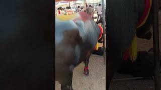 Pachore pashu mandi trending animalfarming फरम video automobile [upl. by Ursulina183]