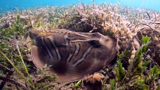 Aldinga Reef Freedive  Ep 170 [upl. by Solrac614]