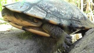 Longnecked Turtle Close Up [upl. by Aicirtam854]