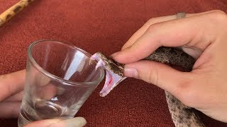 The Effect Of Snake Venom On Blood [upl. by Bore]