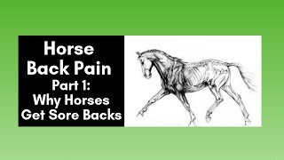 Horse Back Pain Part 1 Why Horses Get Sore Backs 2020 [upl. by Leitman847]