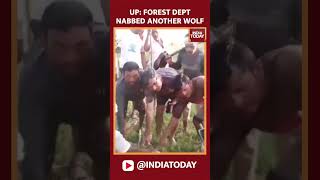 Bahraich Wolf Attack Forest Department Nabs Fifth Maneating Wolf  India Today [upl. by Clayson]