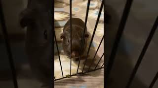 g pig fart guineapigpet funny cute comedy fart farts [upl. by Esiled]