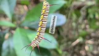 端紫斑蝶幼蟲 Butterfly larva Euploea mulciber [upl. by Thaddaus778]