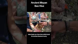 Ancient Mayan Bee Hive For Honey In Mayan Village Yucatan Mexico Melipona Bee [upl. by Eardna]