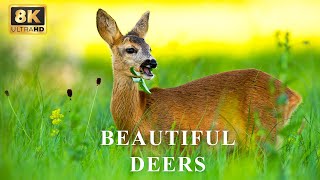 Beautiful Deer  Animal Kingdom 8K HDR  Healing Music [upl. by Billat709]