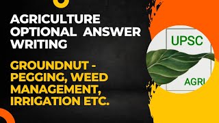 Groundnut  Pegging Weed Management etc  Agriculture Optional Answer Writing Practice  UPSC [upl. by Meeker]