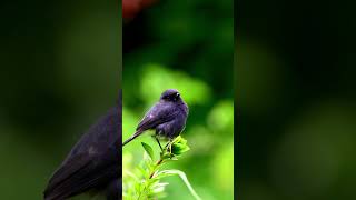 Beautiful Pied Bushchat  wildlife photography in the Nilgiris of India  viral short shortvideo [upl. by Lethia]