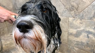 Training Your Portuguese Water Dog to Manage Prey Drive [upl. by Neenaj]