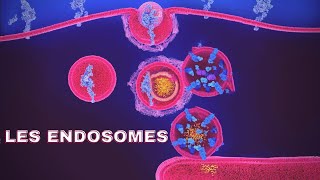 endosomes شرح بالدارجة🔥 [upl. by Annaiek]