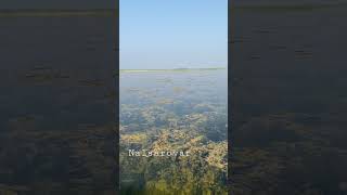 Nalsarovar Gujarat Full video coming soon… [upl. by Ahsikahs43]