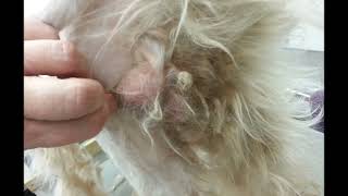 Wheaten Terrier not groomed properly [upl. by Cia]