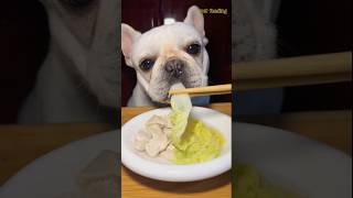 Dog Eating Chiken Amazing dog food video dogfood petfood [upl. by Langbehn]