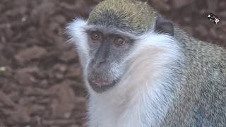 Le Grivet dEthiopie et le Vervet bleu sont aussi appelés quot Singe vert quot  St Martin la Plaine 42 [upl. by Allecram]