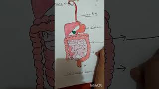 Learn the digestive system with simple diagram😊 [upl. by Kcirrag]