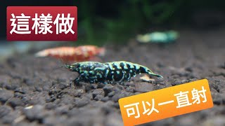 水晶蝦Crystal shrimp，射射的技巧，小森叔叔，消化菌，硝化菌 [upl. by Tucker117]