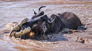 Wildebeest Treacherous River Crossing and the Monster Crocodile Pursuit Tanzania [upl. by Rodie]