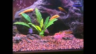 Substrate and Decorations Best for CICHLIDS [upl. by Atinele]