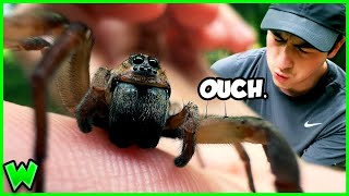 WOLF SPIDER BITE How Bad Is It [upl. by Fanni]