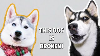 Talking Husky Reacts To SKAYA SIBERIAN [upl. by Encratis]