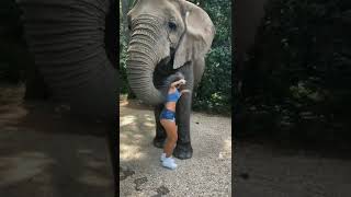 bow bow bow dancing💃 with elephant🐘 shorts eliphantdancing [upl. by Nagoh920]