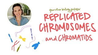 What are Replicated Chromosomes [upl. by Eelinej]