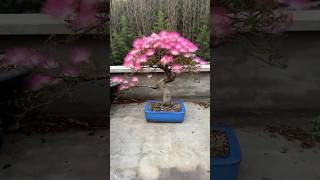 Calliandra Bonsai nature bonsai pot tree biology [upl. by Aynam]