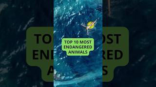 Top 10 Most ENDANGERED Animals  Wildlife Wonders [upl. by Nim]