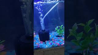 Fish tank 🐬aquarium 🐟fishtank fish guppy betafish fishaquarium beta [upl. by Rooker]