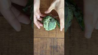 So delicious Cherimoya ASMR Cutting Real Fruits asmrcutting asmrshort cuttingfruits fruticutting [upl. by Lareneg99]