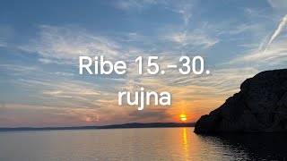 Ribe 1530 rujna [upl. by Llenrahs976]