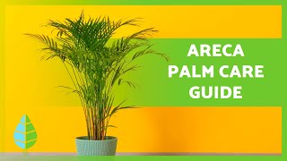 How to Care For ARECA PALM TREE🌴💧 –Irrigation Fertilizer Reproduction and More [upl. by Desmond316]