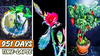 951 Days Time Lapse of Plants Growing Compilation [upl. by Elidad]