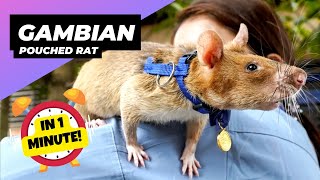 Gambian Pouched Rat 🐀 Tiny Landmine Detectives  1 Minute Animals [upl. by Stovall142]