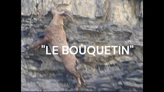 quotVIE SAUVAGEquotLE BOUQUETIN [upl. by Oberon]