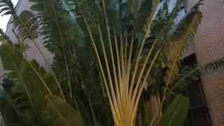 Ravenala madagascariensis  The Travellers Palm Not A Palm Though [upl. by Yaresed]