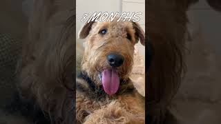 Airedale Terrier  2 Months Old Puppy to 1 Year Old Adult Dog Transformation [upl. by Nazler682]