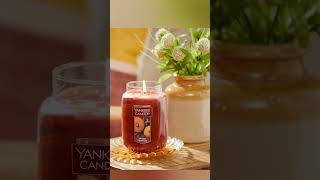 Yankee Candle Scented Candle Spiced Pumpkin Original Large Jar Candle [upl. by Brest37]